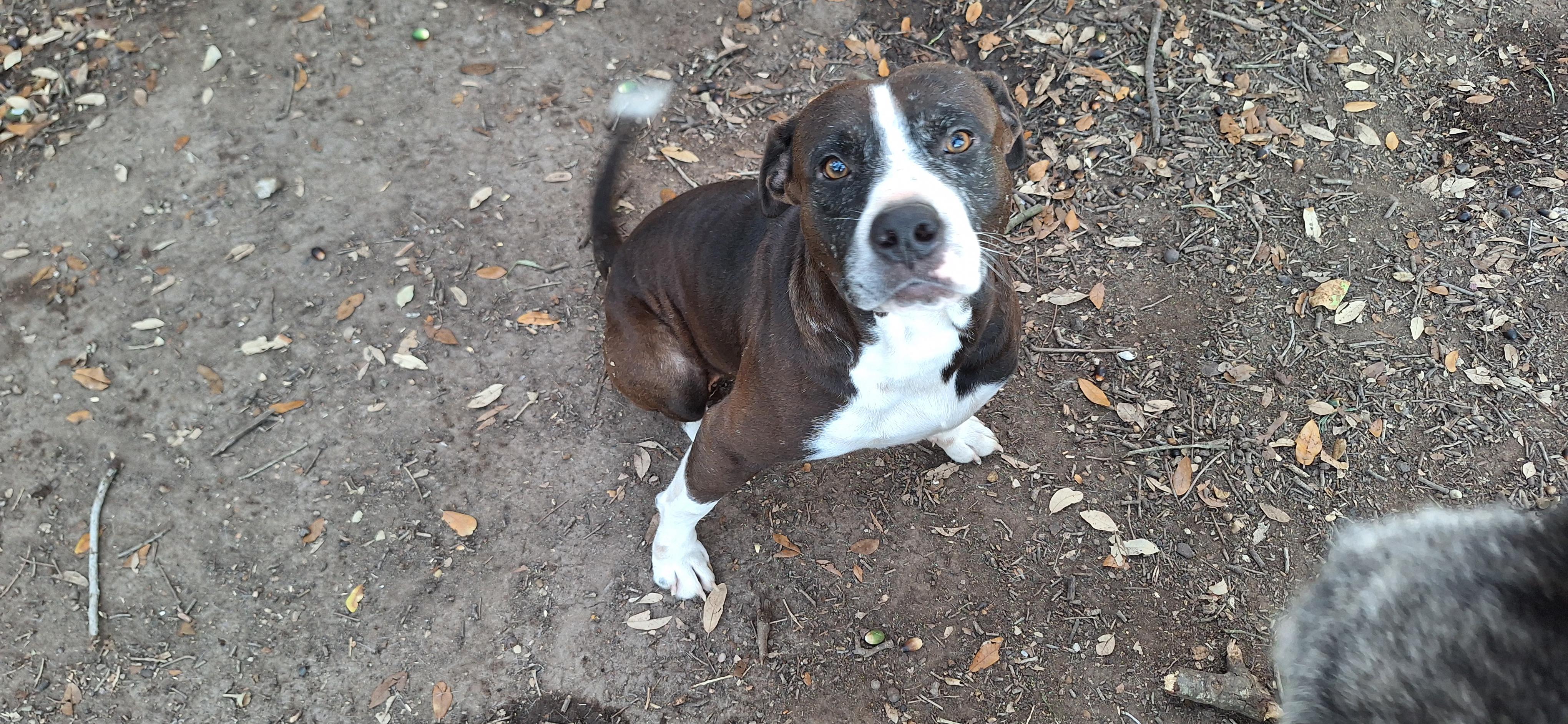 Enlarge Mellow and Canela , a ADOPTABLE mixed breed in Donna, TX image 5/6