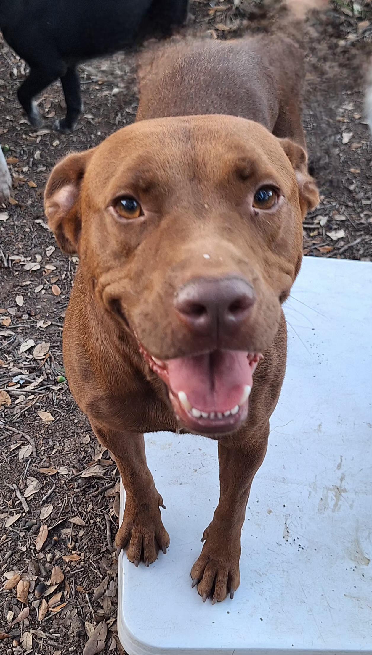 Enlarge Mellow and Canela , a ADOPTABLE mixed breed in Donna, TX image 2/6