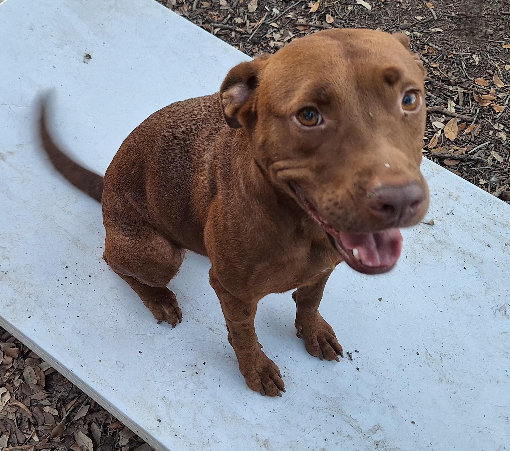 Enlarge Mellow and Canela , a ADOPTABLE mixed breed in Donna, TX image 6/6