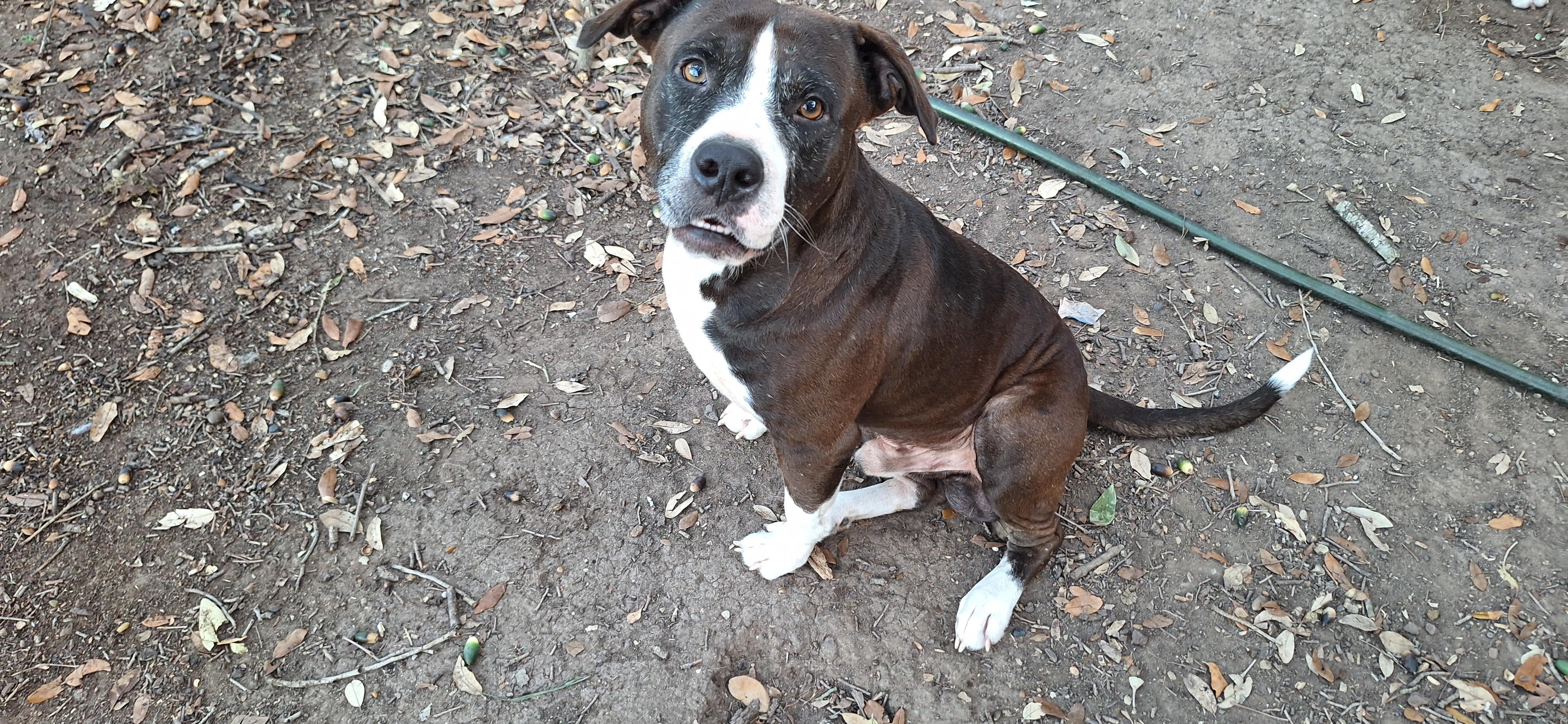 Enlarge Mellow and Canela , a ADOPTABLE mixed breed in Donna, TX image 3/6
