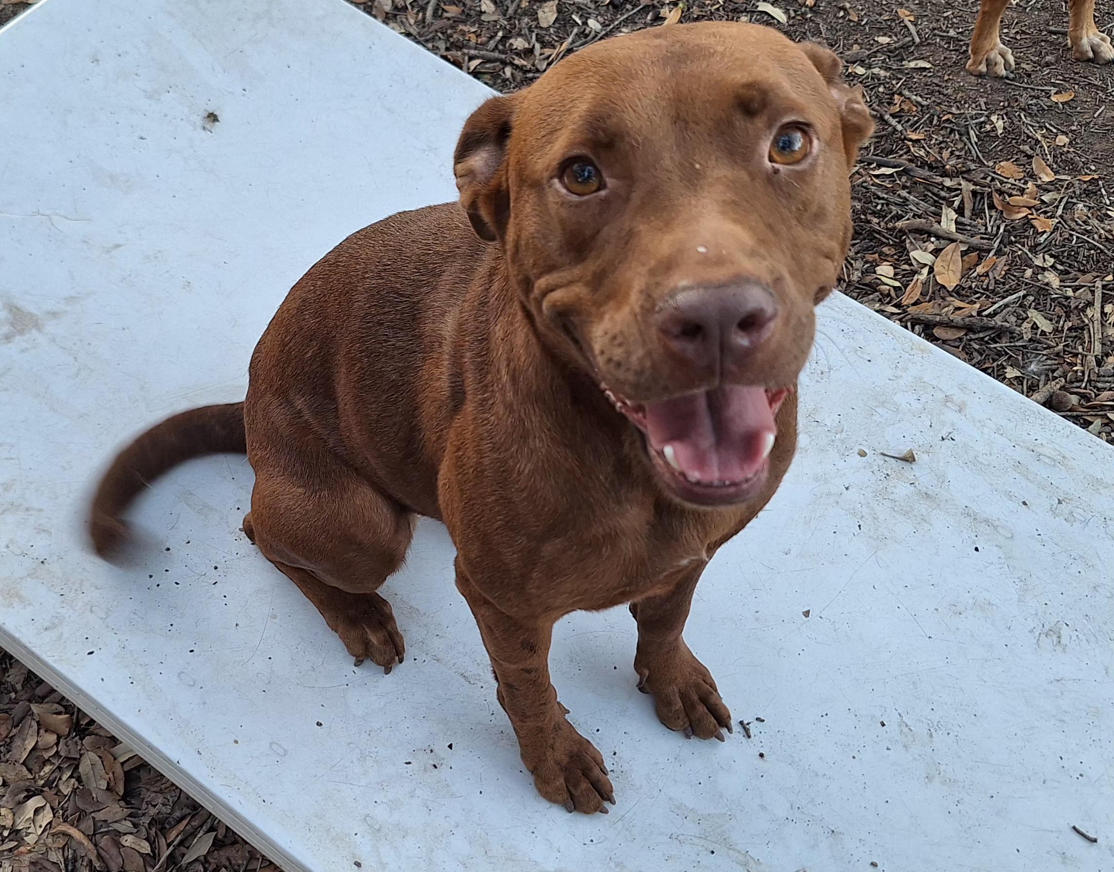 Enlarge Mellow and Canela , a ADOPTABLE mixed breed in Donna, TX image 4/6
