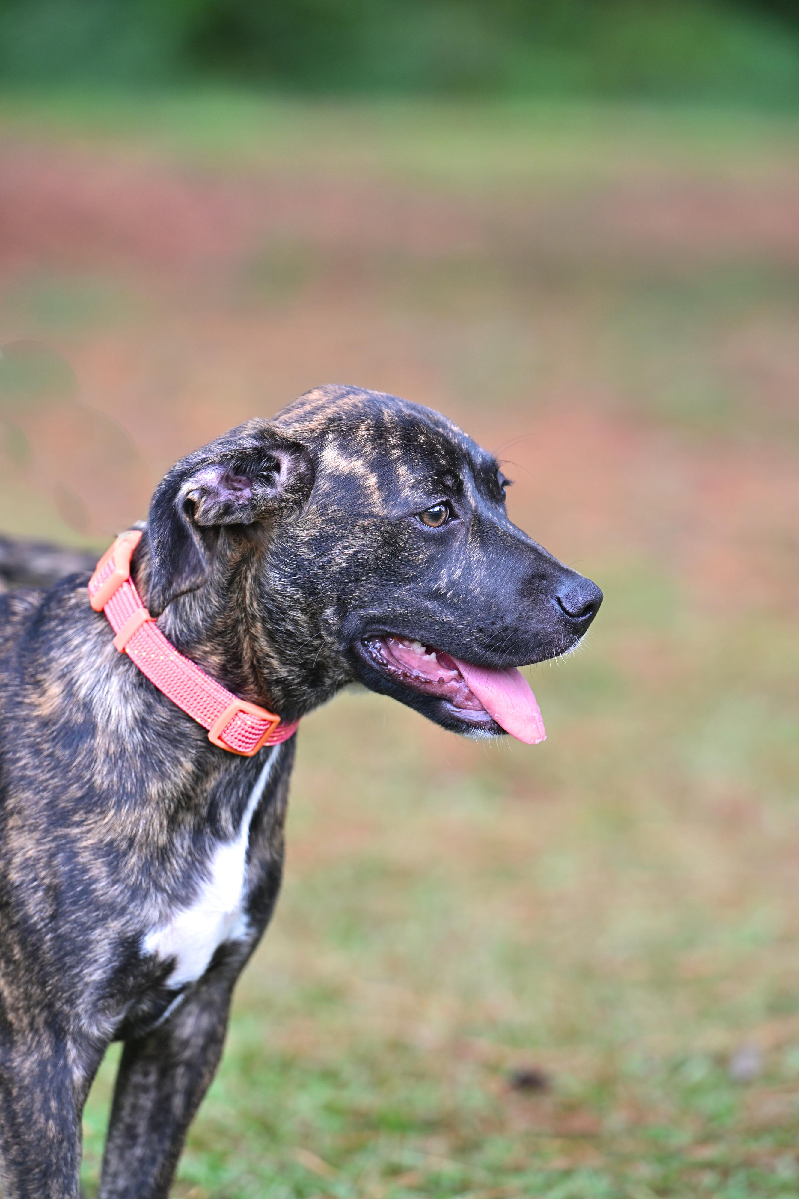 Destiny - brindle beauty