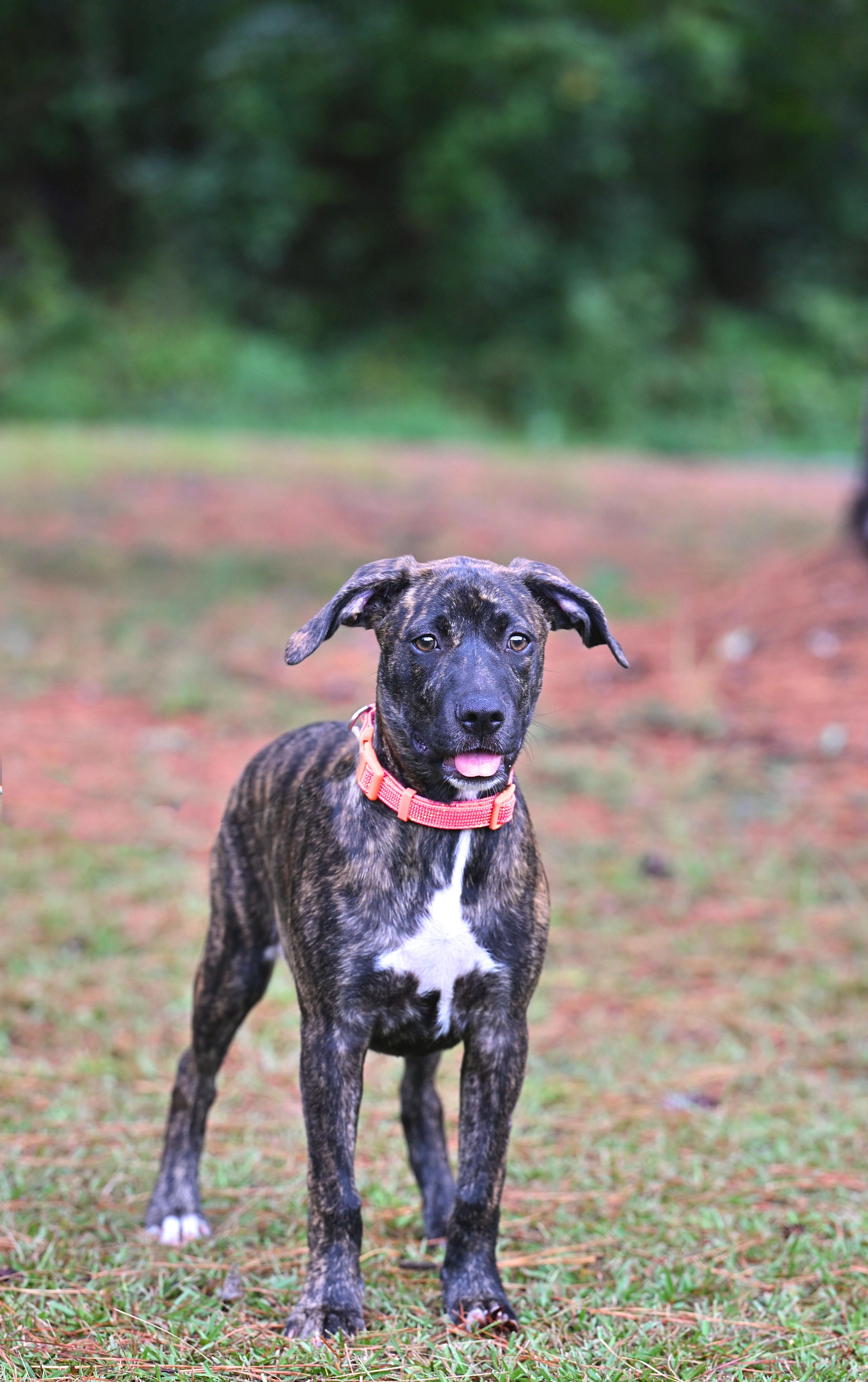 Enlarge Destiny - brindle beauty, a Adoptable mixed breed in Port Jervis, NY image 2/4