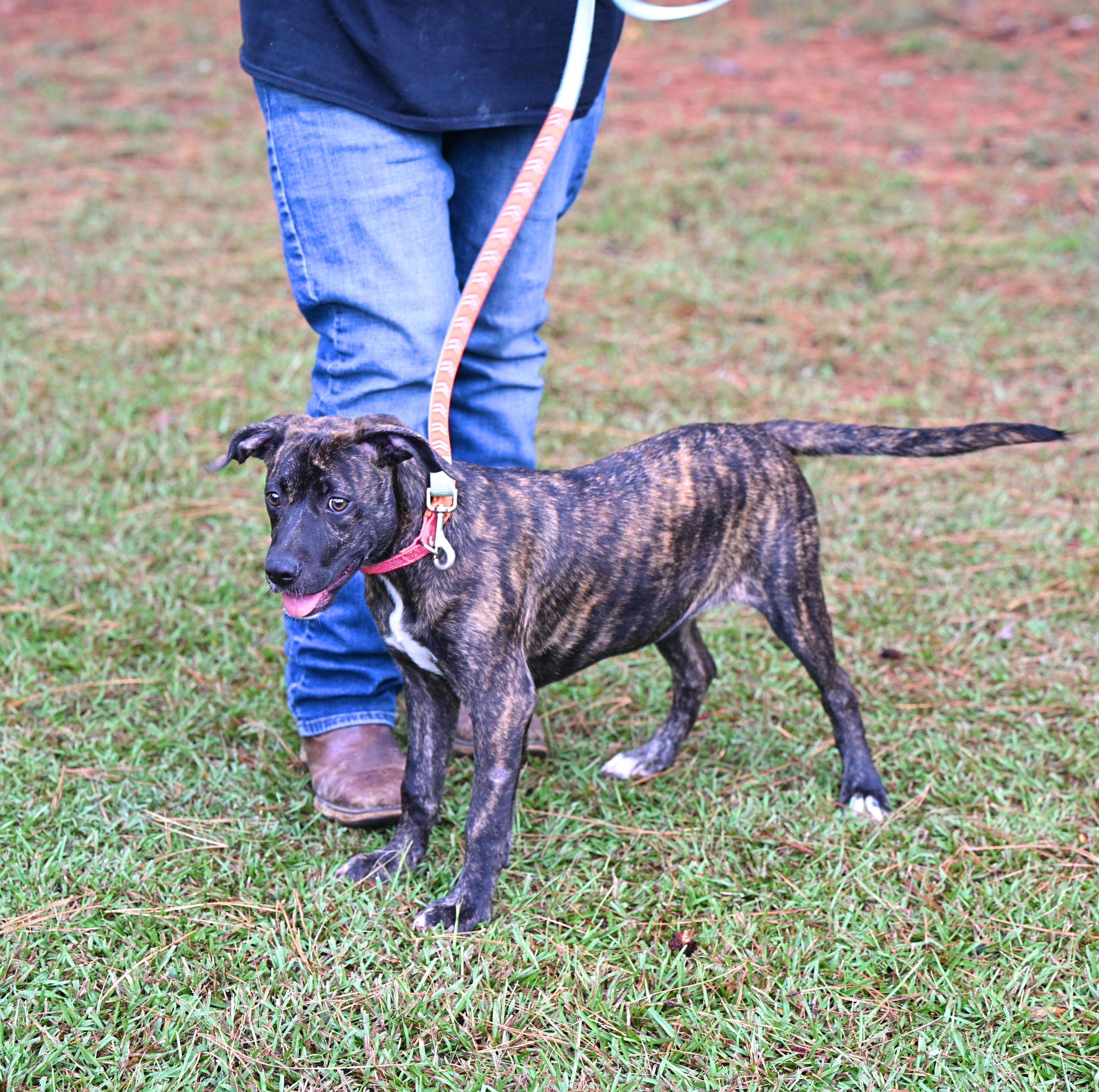 Enlarge Destiny - brindle beauty, a Adoptable mixed breed in Port Jervis, NY image 3/4