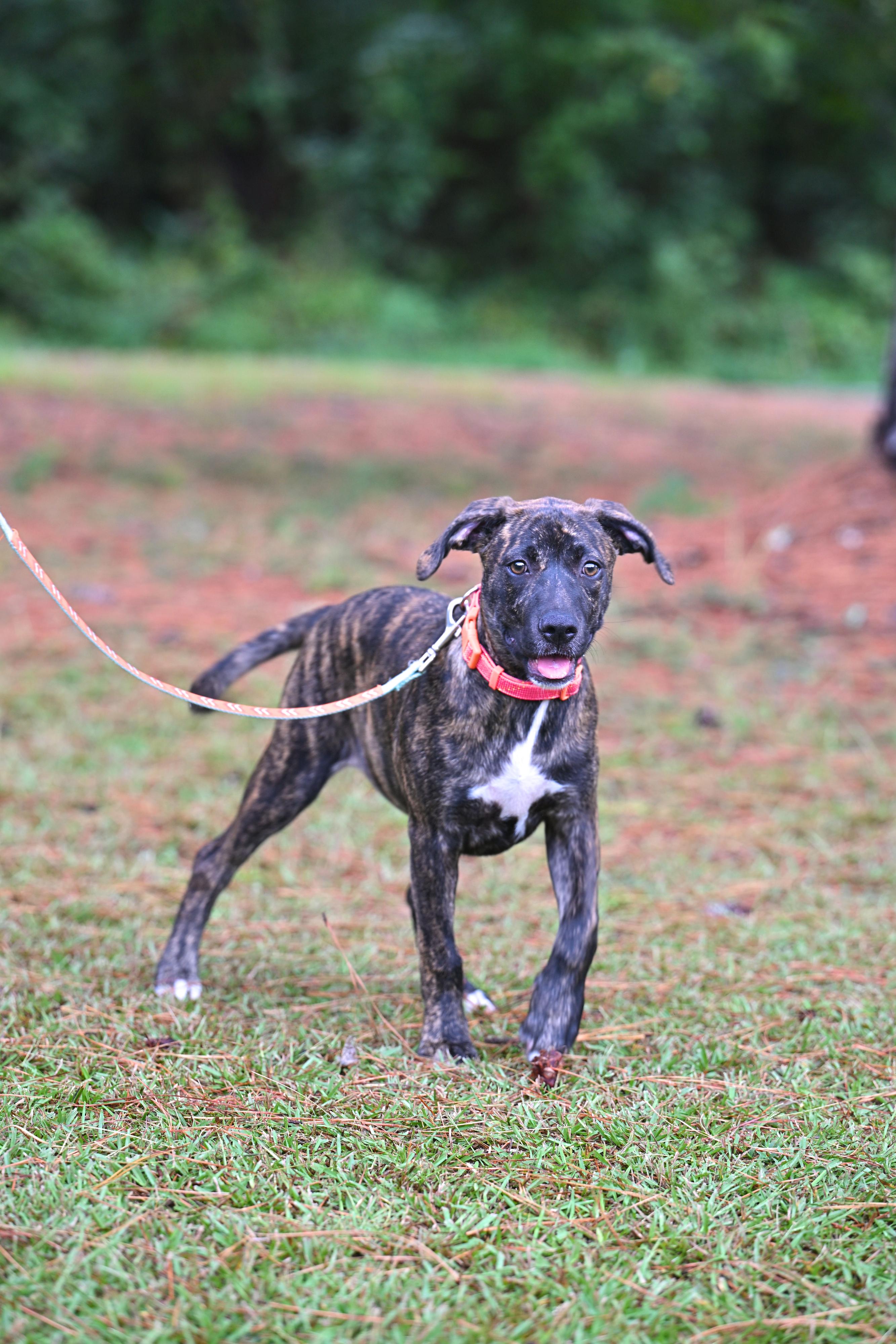 Enlarge Destiny - brindle beauty, a Adoptable mixed breed in Port Jervis, NY image 4/4
