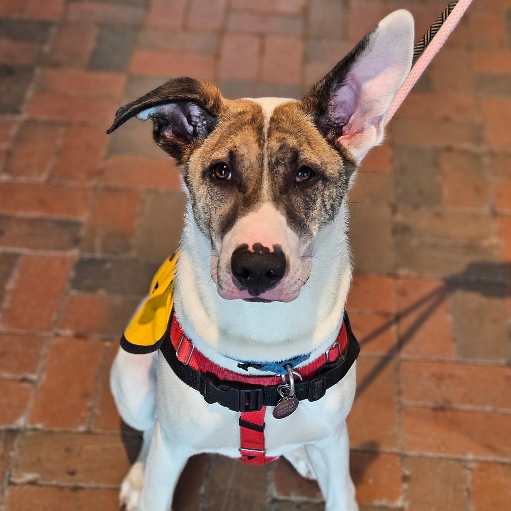Goose, a Adoptable Mixed Breed in Aldie, VA image 1/6