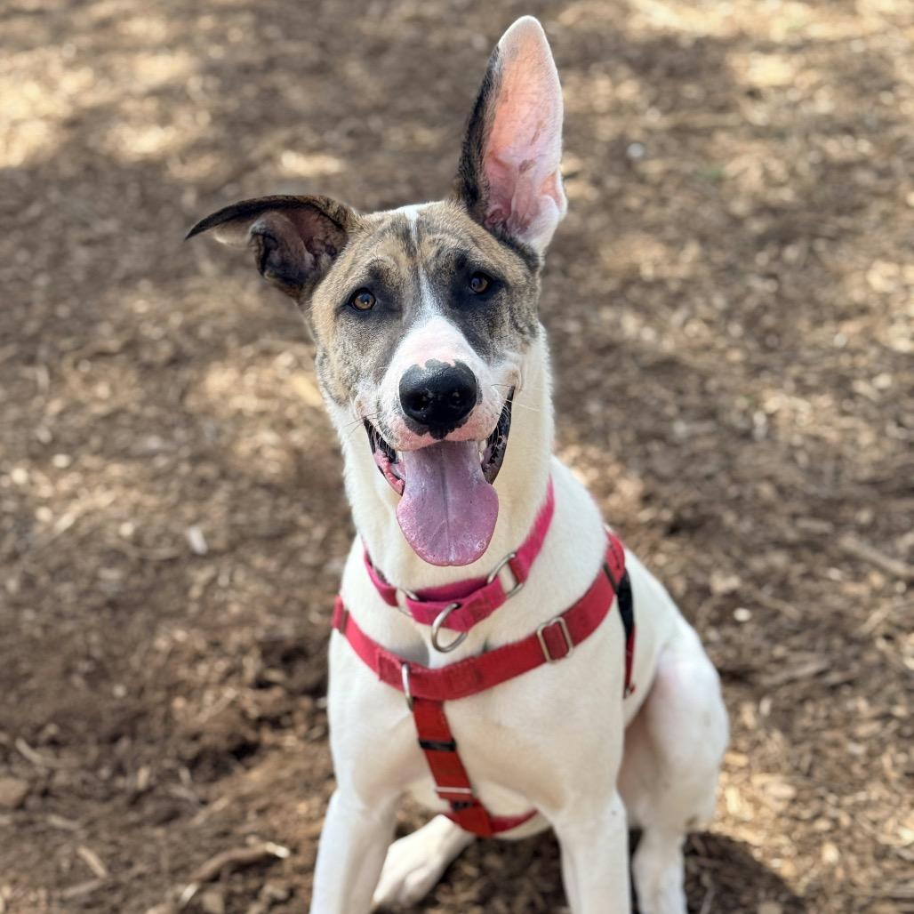 Goose, Adoptable, Young Male Mixed Breed.
