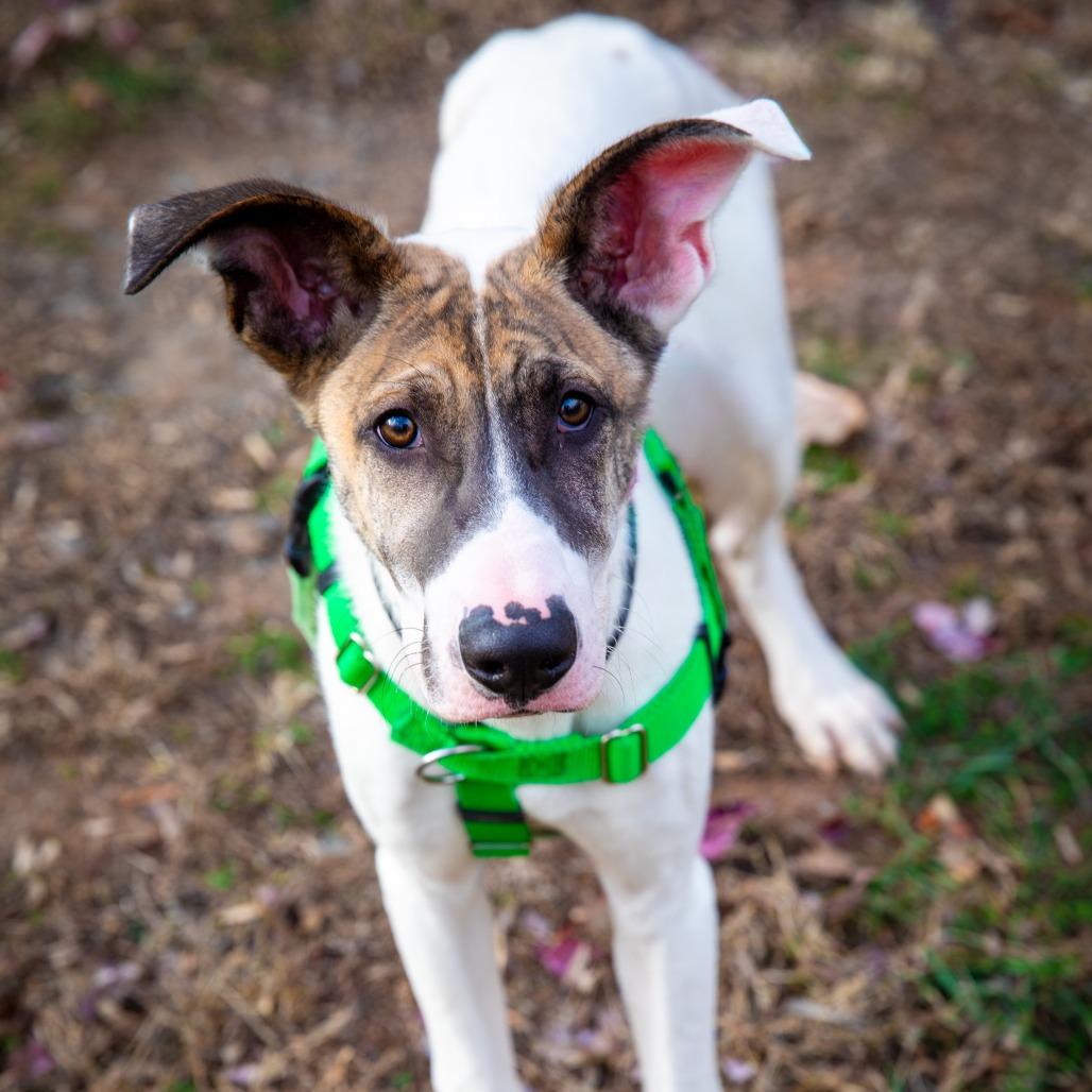 Goose, a Adoptable Mixed Breed in Aldie, VA image 2/6