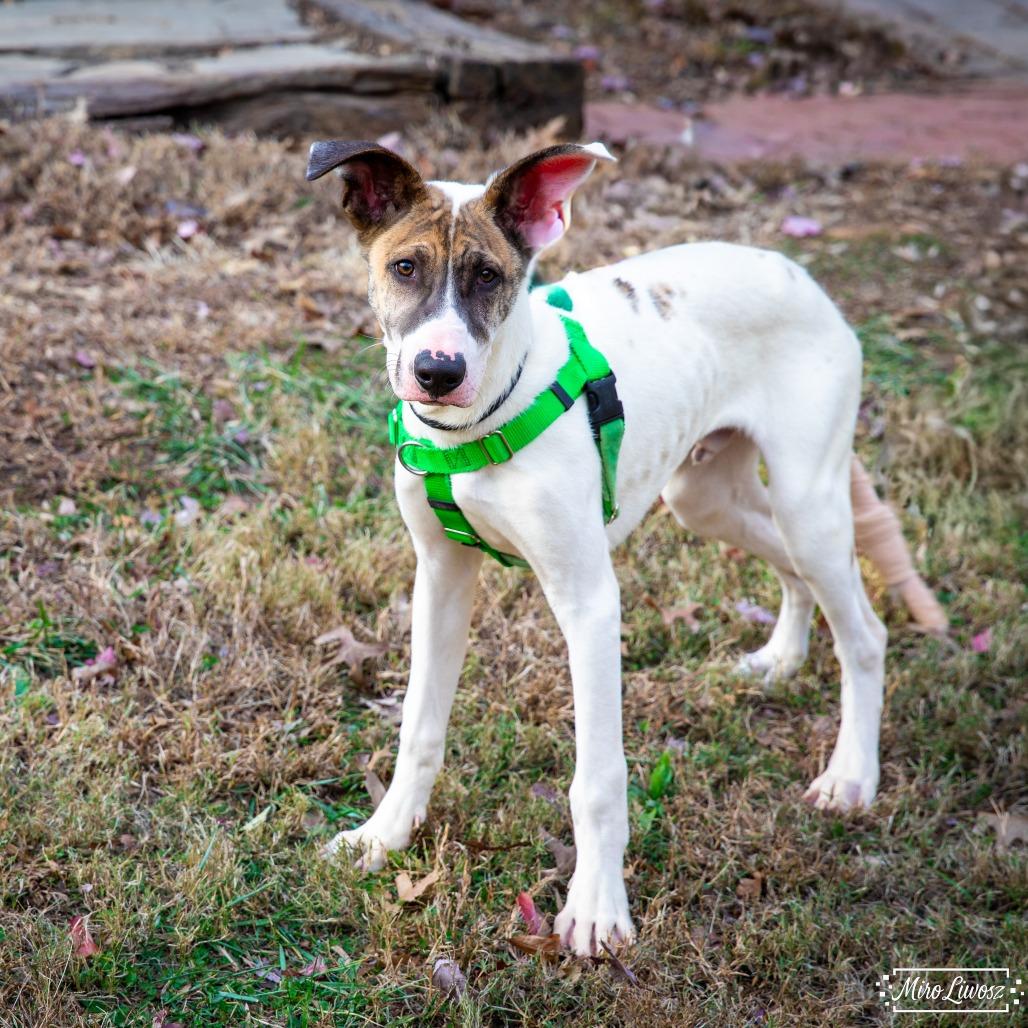 Goose, a Adoptable Mixed Breed in Aldie, VA image 3/6