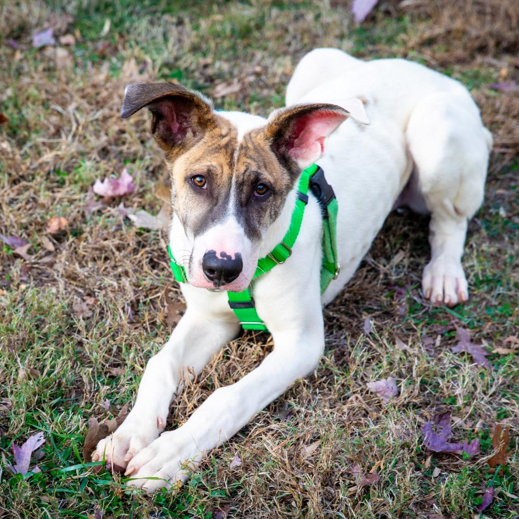 Goose, a Adoptable Mixed Breed in Aldie, VA image 5/6