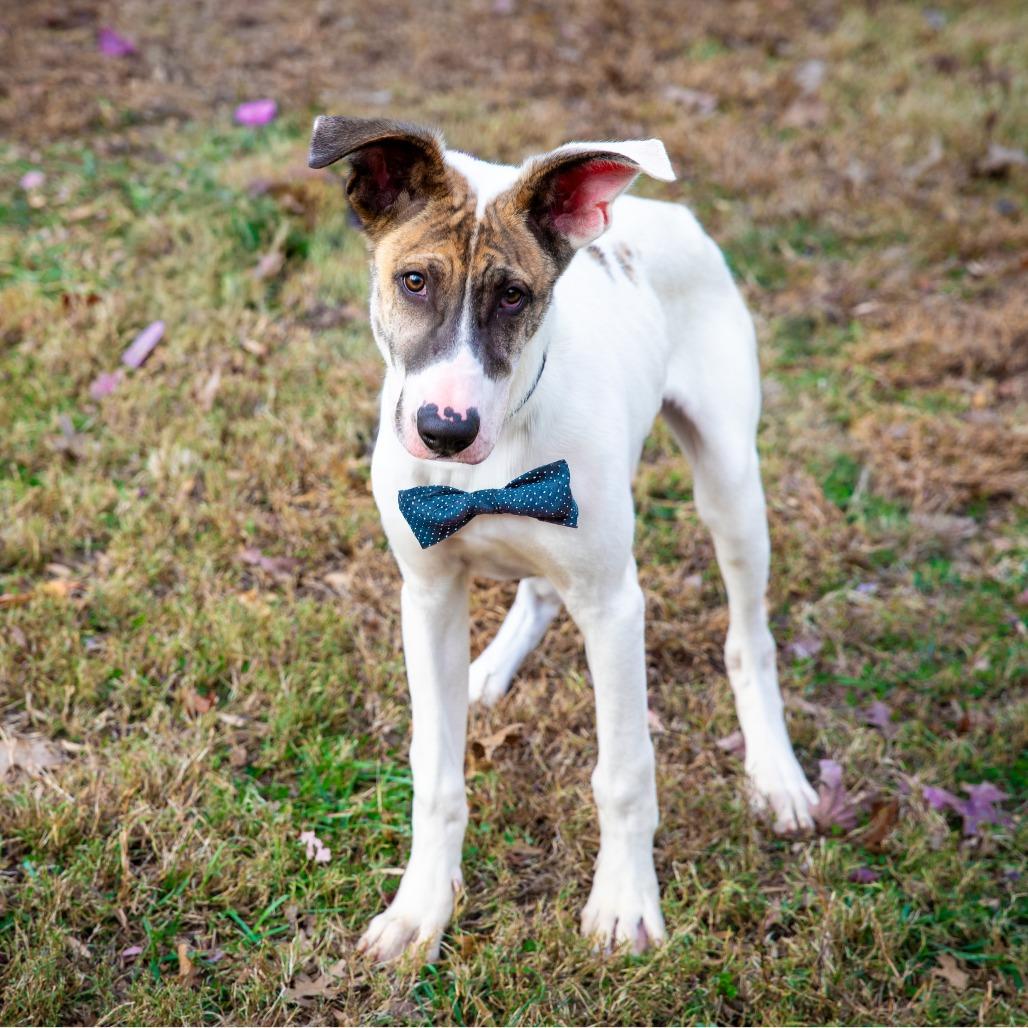 Goose, a Adoptable Mixed Breed in Aldie, VA image 6/6