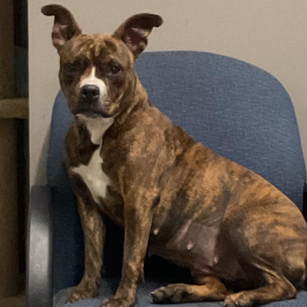 Coco , ADOPTABLE, Adult Female Boston Terrier.