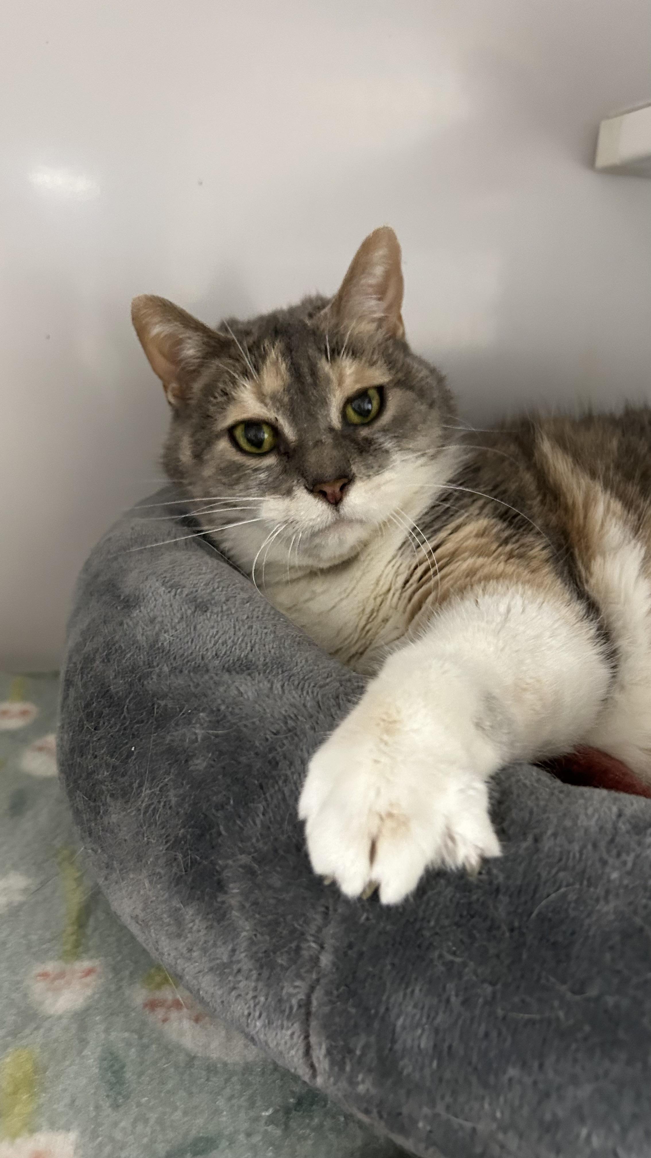 Enlarge Helga, a ADOPTABLE Domestic Short Hair in White Oak, PA image 2/4