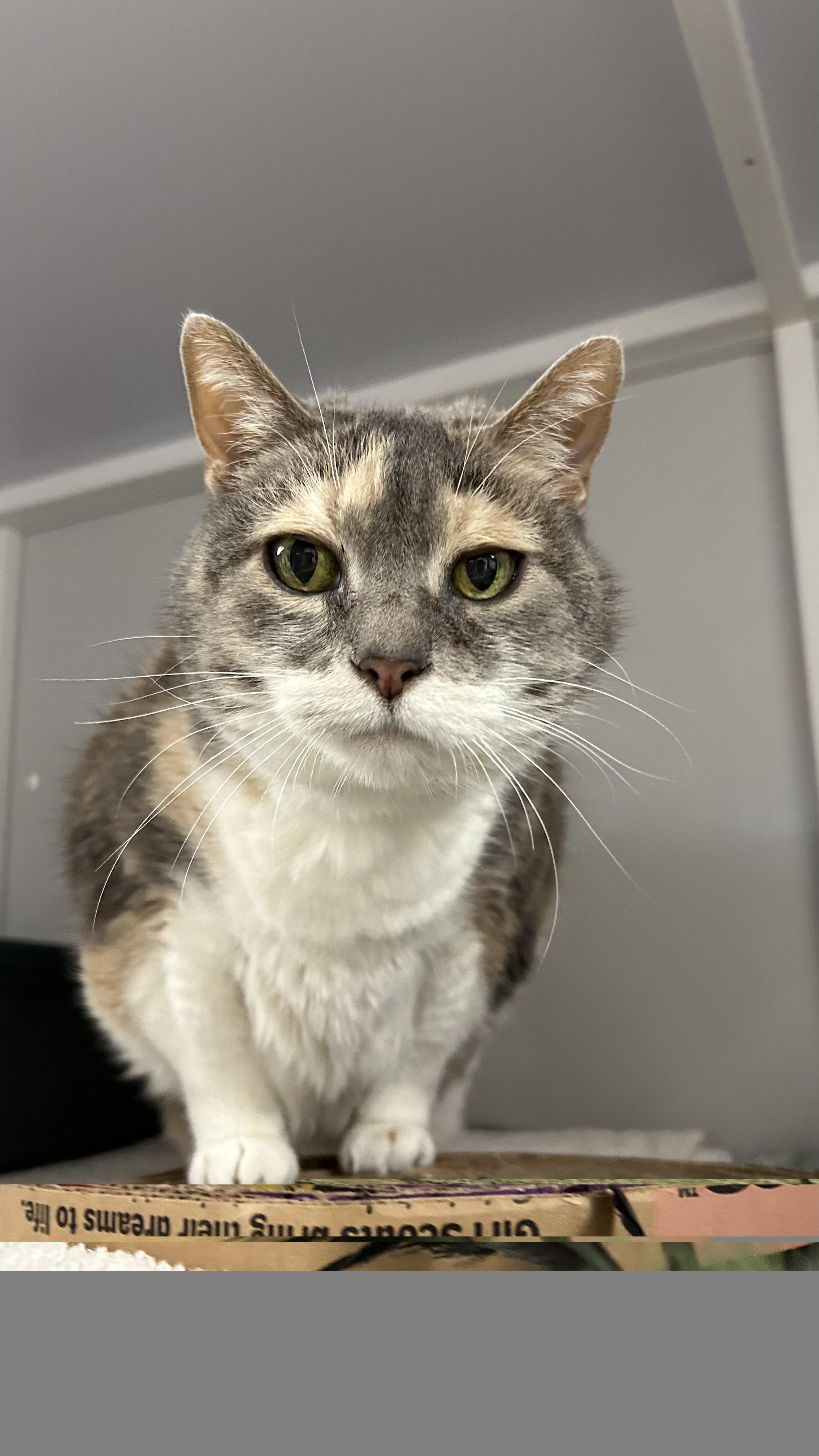 Enlarge Helga, a ADOPTABLE Domestic Short Hair in White Oak, PA image 3/4