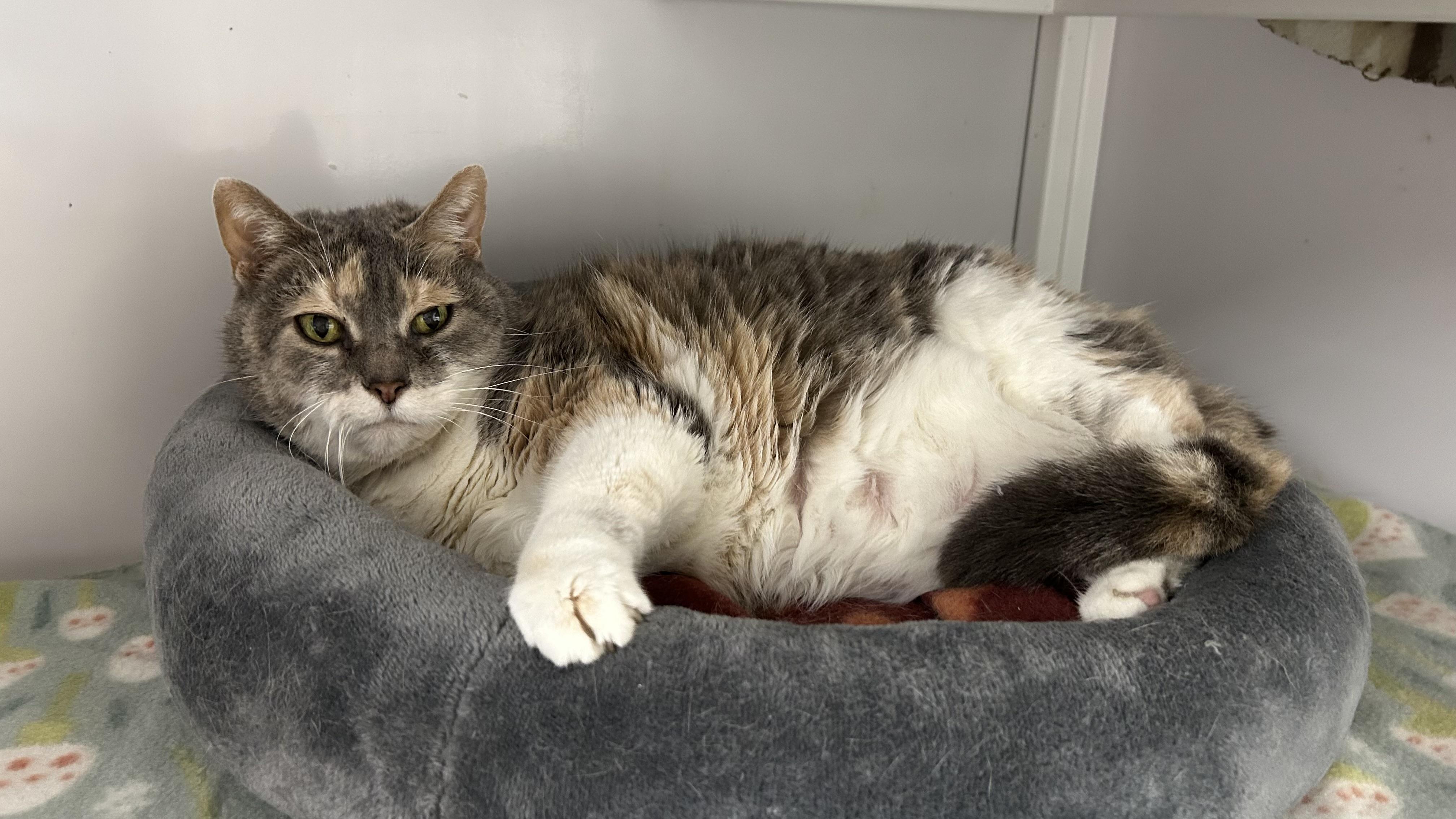 Helga, ADOPTABLE, Senior Female Domestic Short Hair.