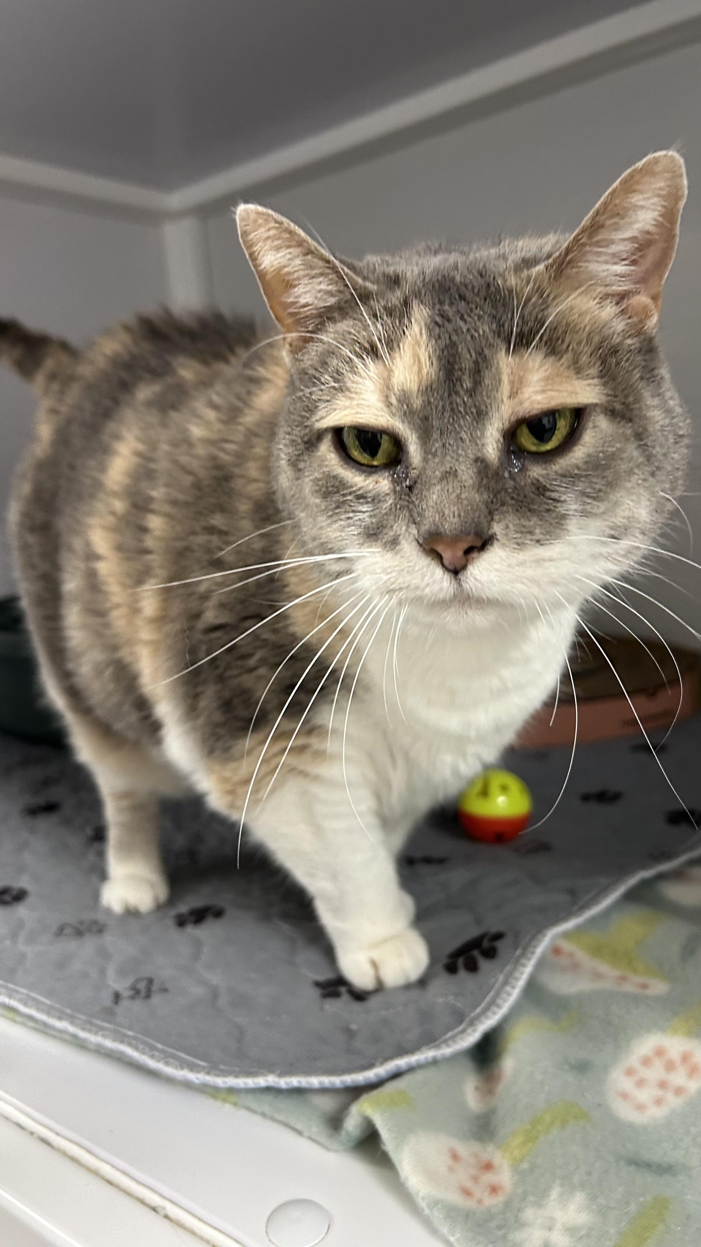 Enlarge Helga, a ADOPTABLE Domestic Short Hair in White Oak, PA image 4/4