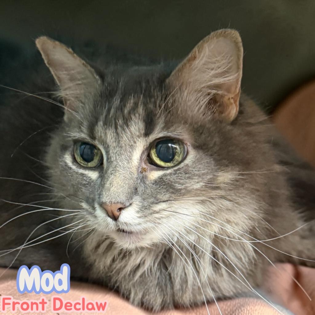 Mod, Adoptable, Senior Female Domestic Long Hair.