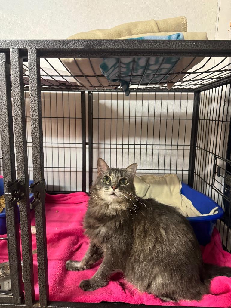 Enlarge Mod, a Adoptable Domestic Long Hair in Sorrento, LA image 2/5