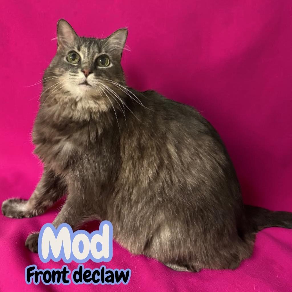 Enlarge Mod, a Adoptable Domestic Long Hair in Sorrento, LA image 3/5