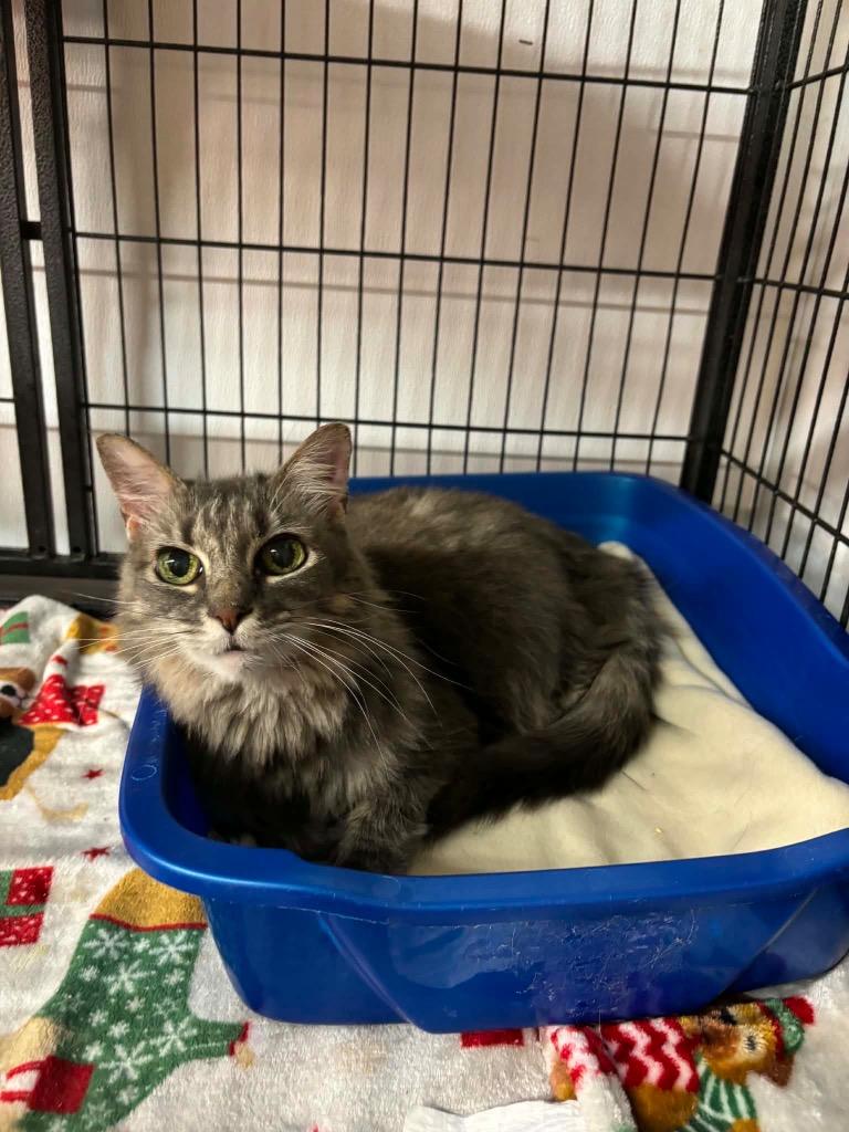 Enlarge Mod, a Adoptable Domestic Long Hair in Sorrento, LA image 4/5