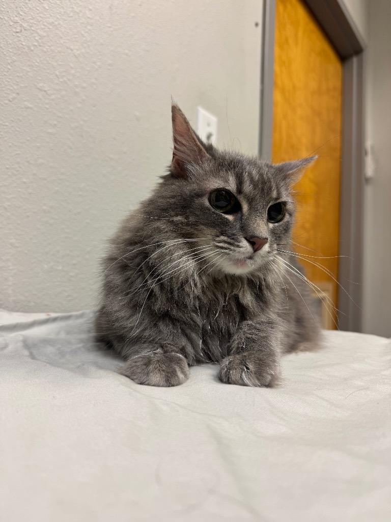 Mod, a Adoptable Domestic Long Hair in Sorrento, LA image 2/2