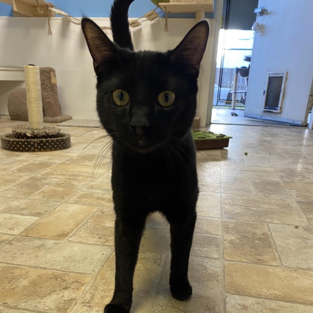 Gabe, Adoptable, Young Male Domestic Short Hair.