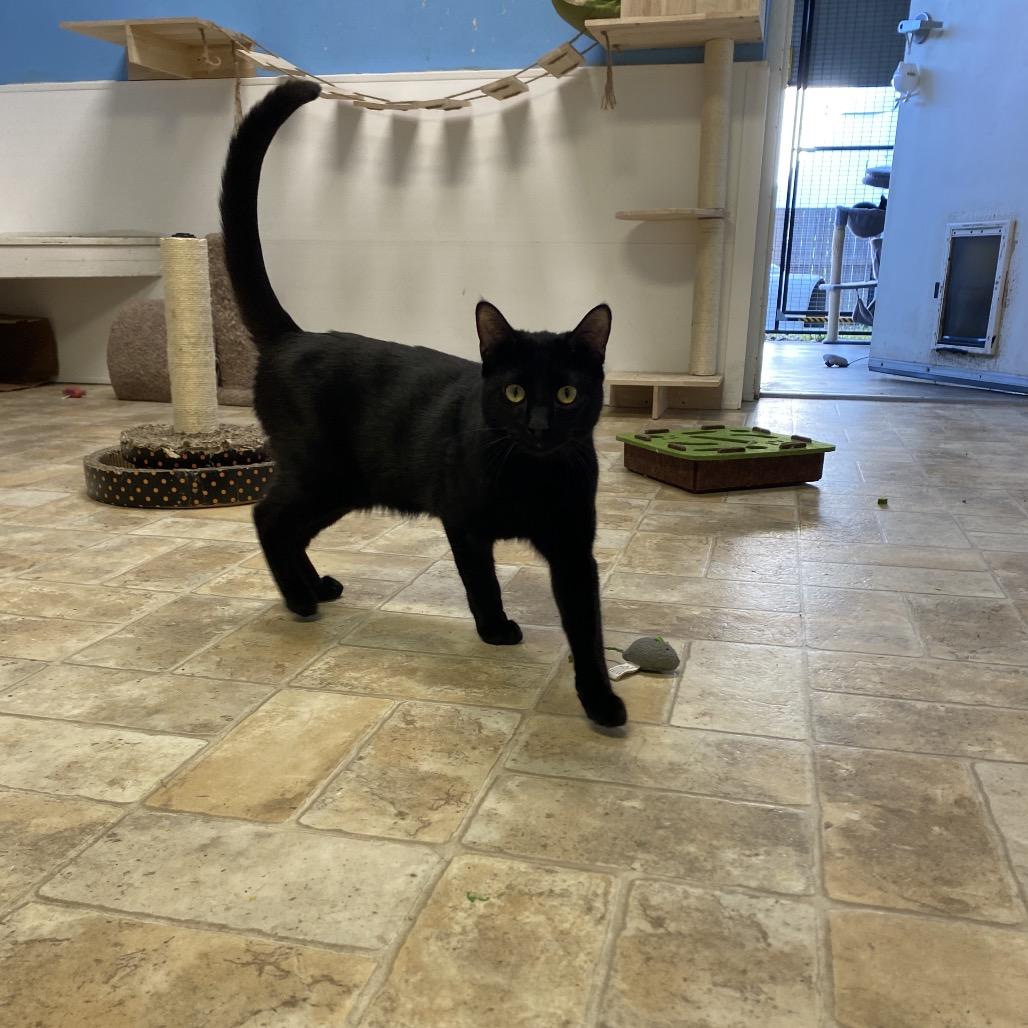 Gabe, a Adoptable Domestic Short Hair in Monroe, LA image 3/4