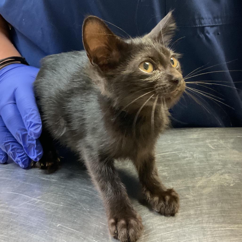 Enlarge Gabe, a Adoptable Domestic Short Hair in Monroe, LA image 2/2