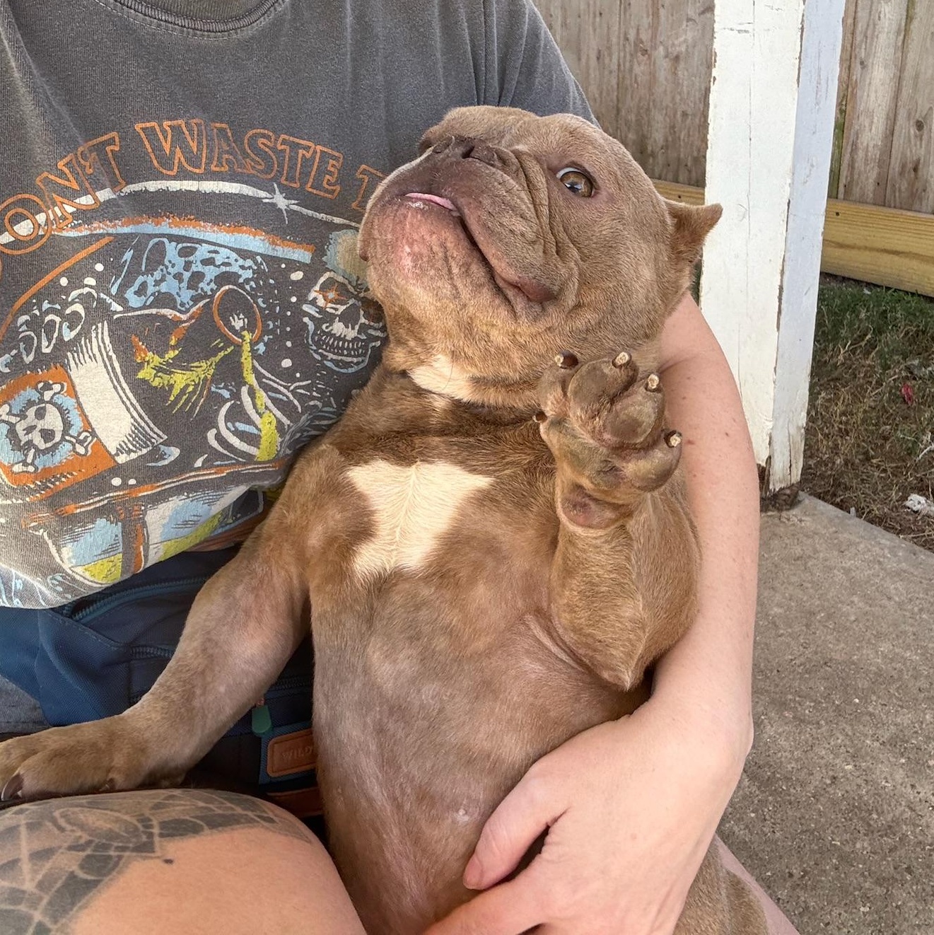 Squirt, an adopted American Bully in New Orleans, LA image 3/4