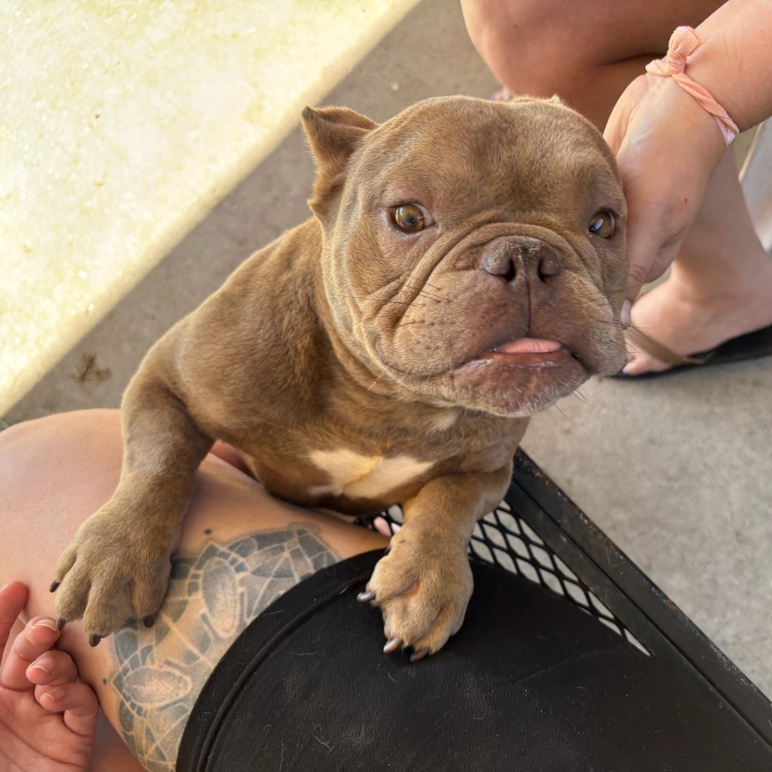 Squirt, an adopted American Bully in New Orleans, LA image 4/4