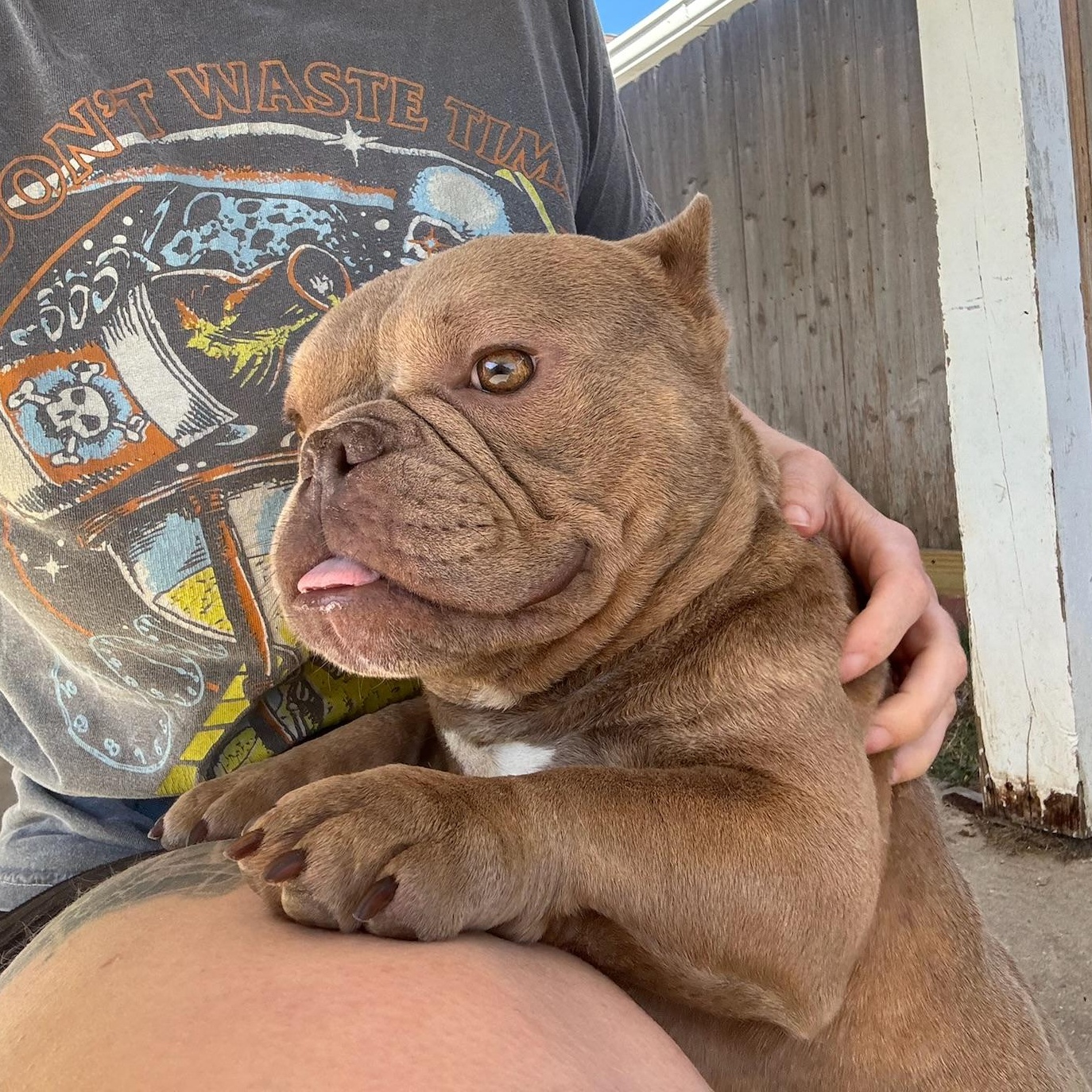 Squirt, an adopted American Bully in New Orleans, LA image 2/4