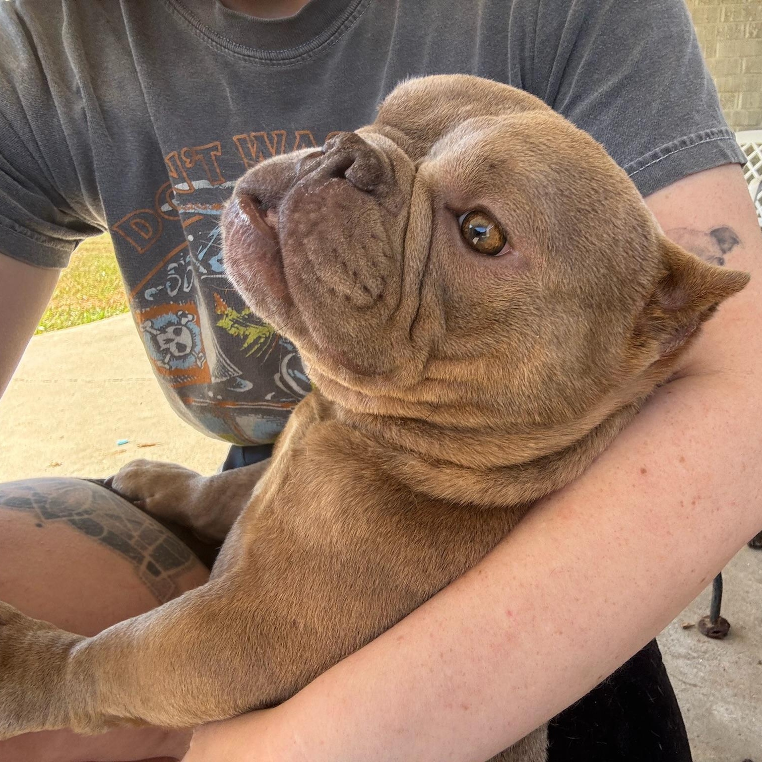 Squirt, an adopted American Bully in New Orleans, LA image 1/4