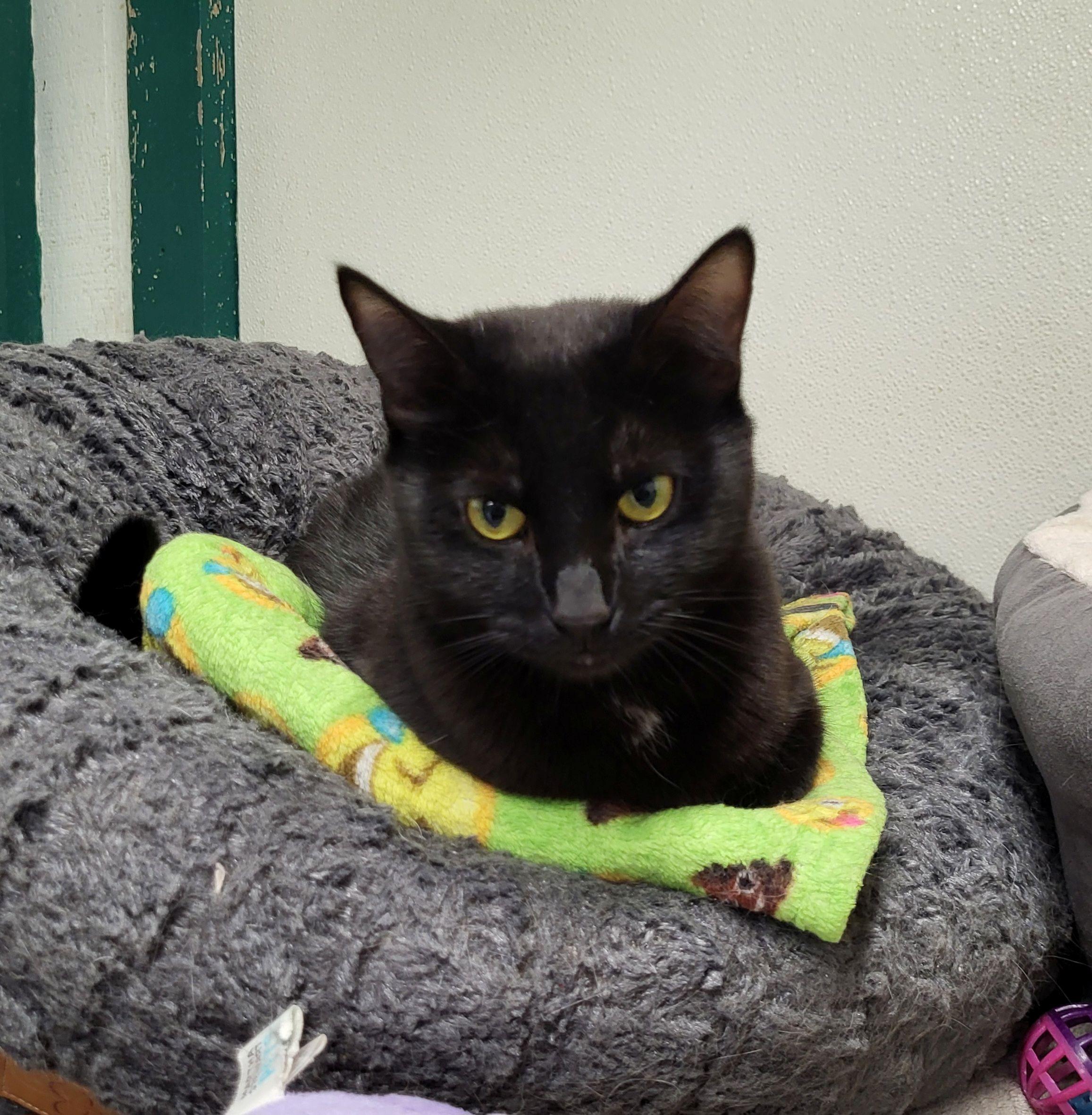 Enlarge Pixel, a Adoptable Domestic Short Hair in Lodi, CA image 1/1