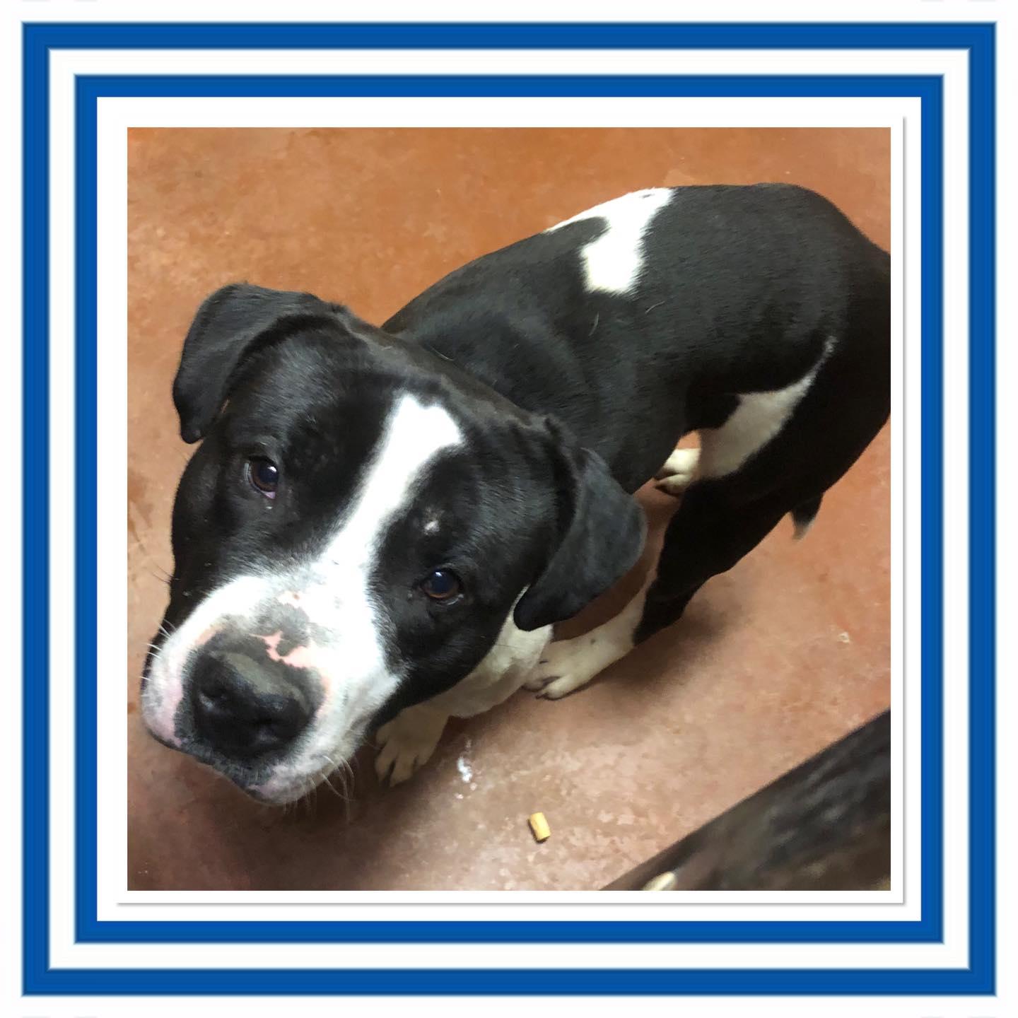 Enlarge BARK TWAIN HOLSTEIN, a ADOPTABLE mixed breed in Buckhannon, WV image 1/1