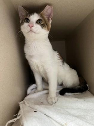Jackie, an adoptable Domestic Short Hair in Steamboat Springs, CO, 80477 | Photo Image 1