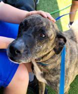 Enlarge Sophie, a Adoptable mixed breed in Commerce, TX image 5/6