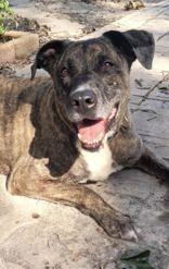 Enlarge Sophie, a Adoptable mixed breed in Commerce, TX image 6/6