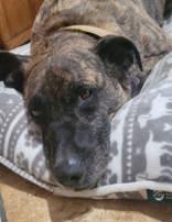 Enlarge Sophie, a Adoptable mixed breed in Commerce, TX image 2/6