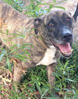 Enlarge Sophie, a Adoptable mixed breed in Commerce, TX image 3/6