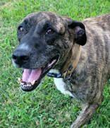 Enlarge Sophie, a Adoptable mixed breed in Commerce, TX image 1/6