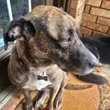 Enlarge Sophie, a Adoptable mixed breed in Commerce, TX image 4/6