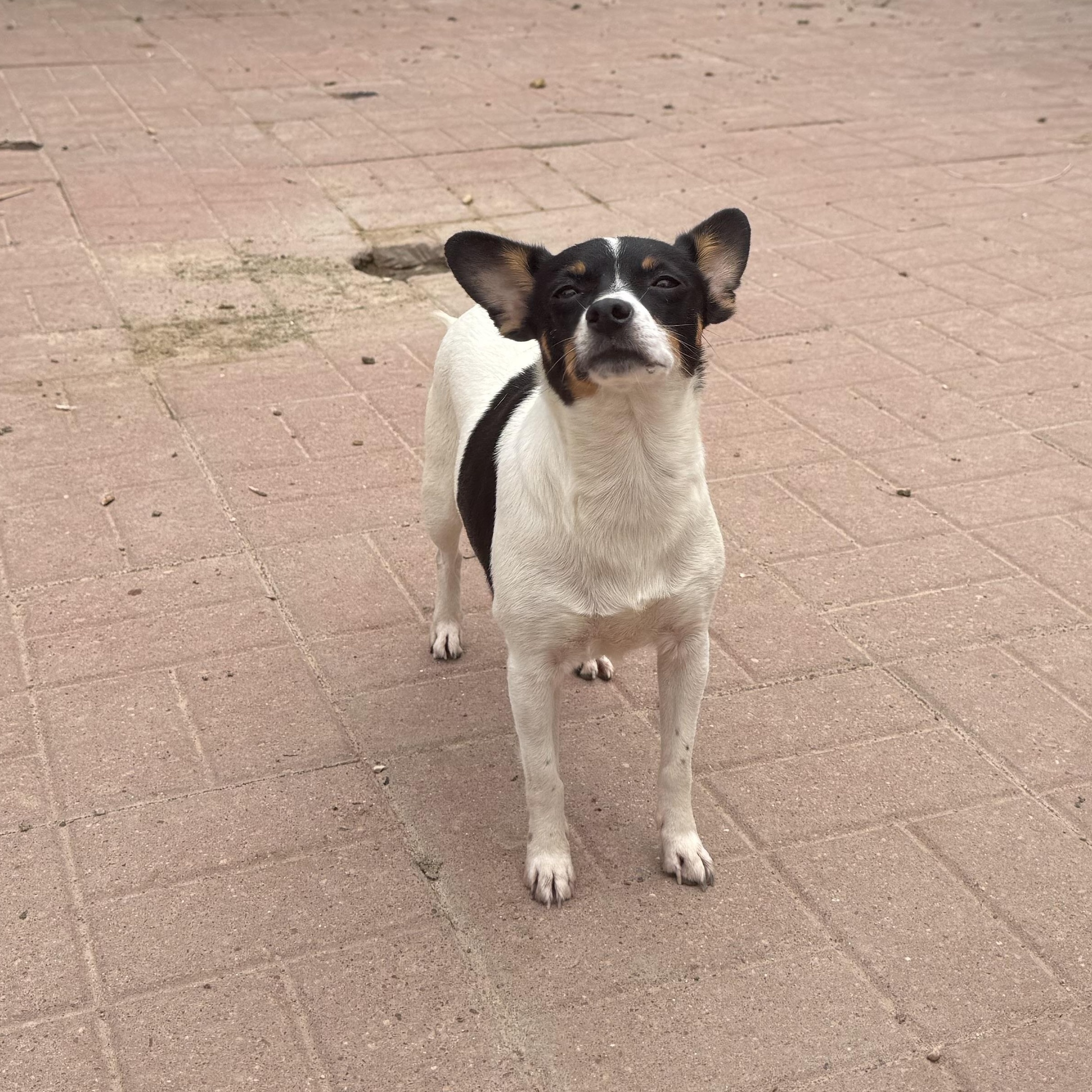 Molly