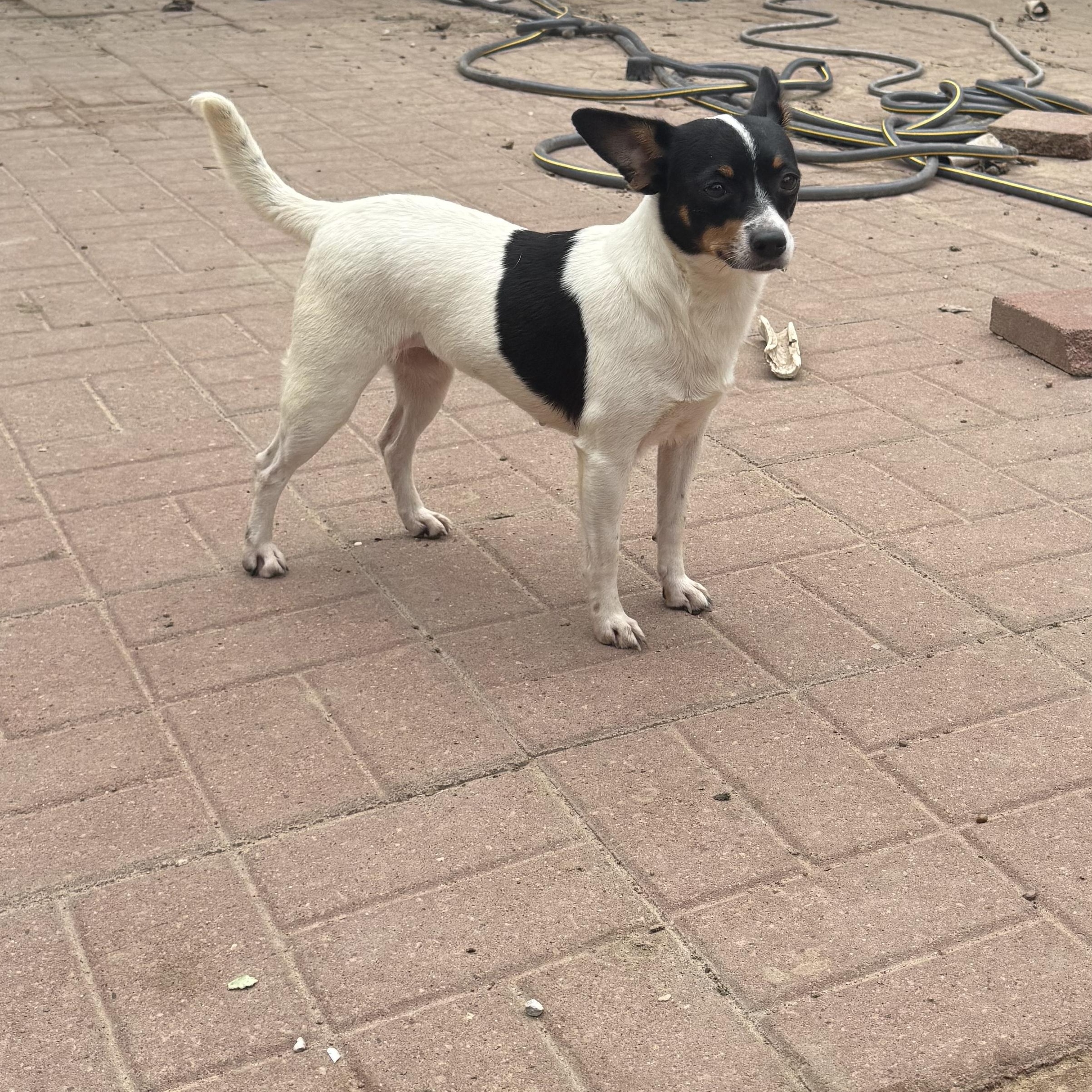 Molly
