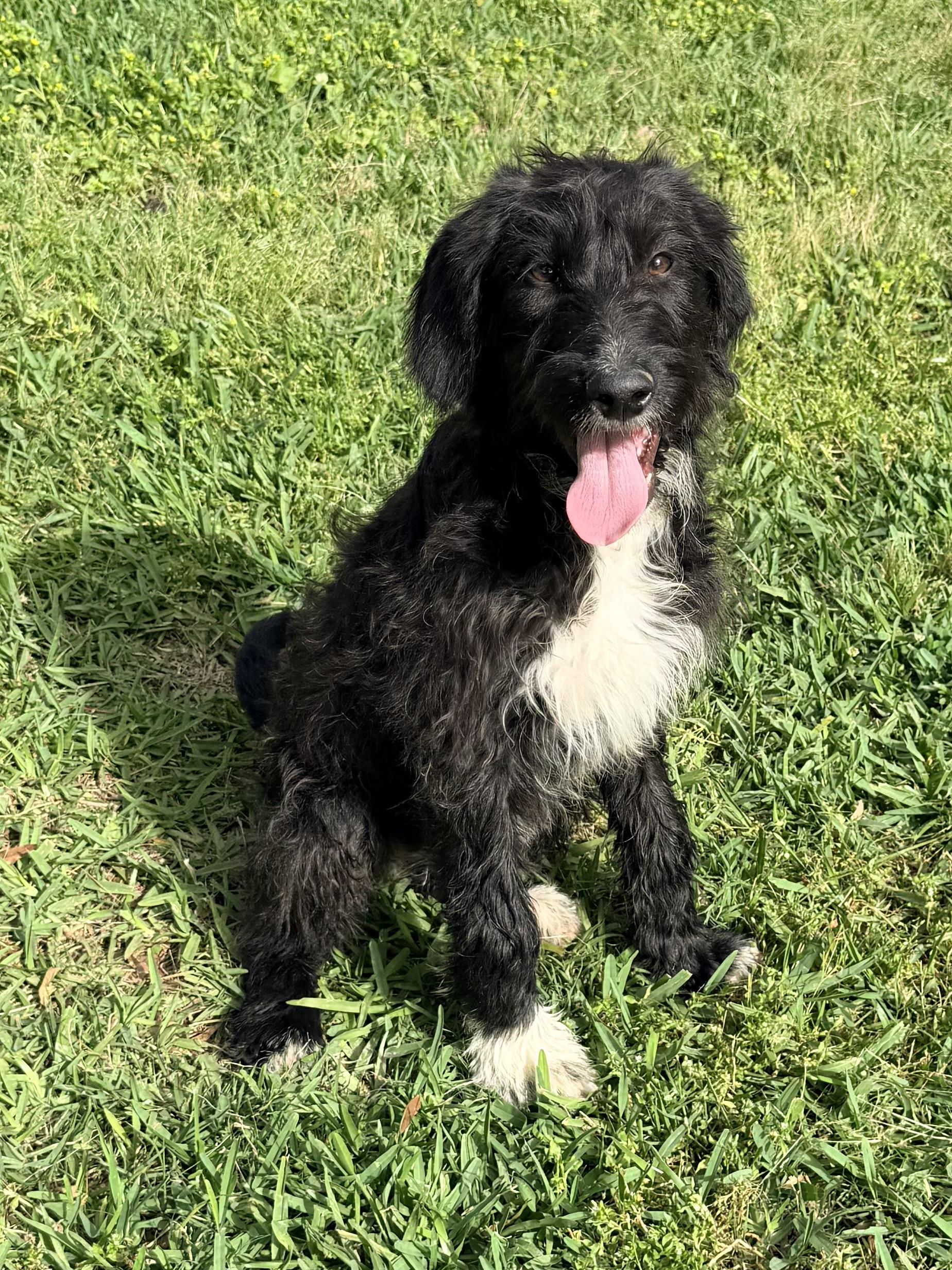 Socrates, ADOPTABLE, Young Male Goldendoodle & Labradoodle.