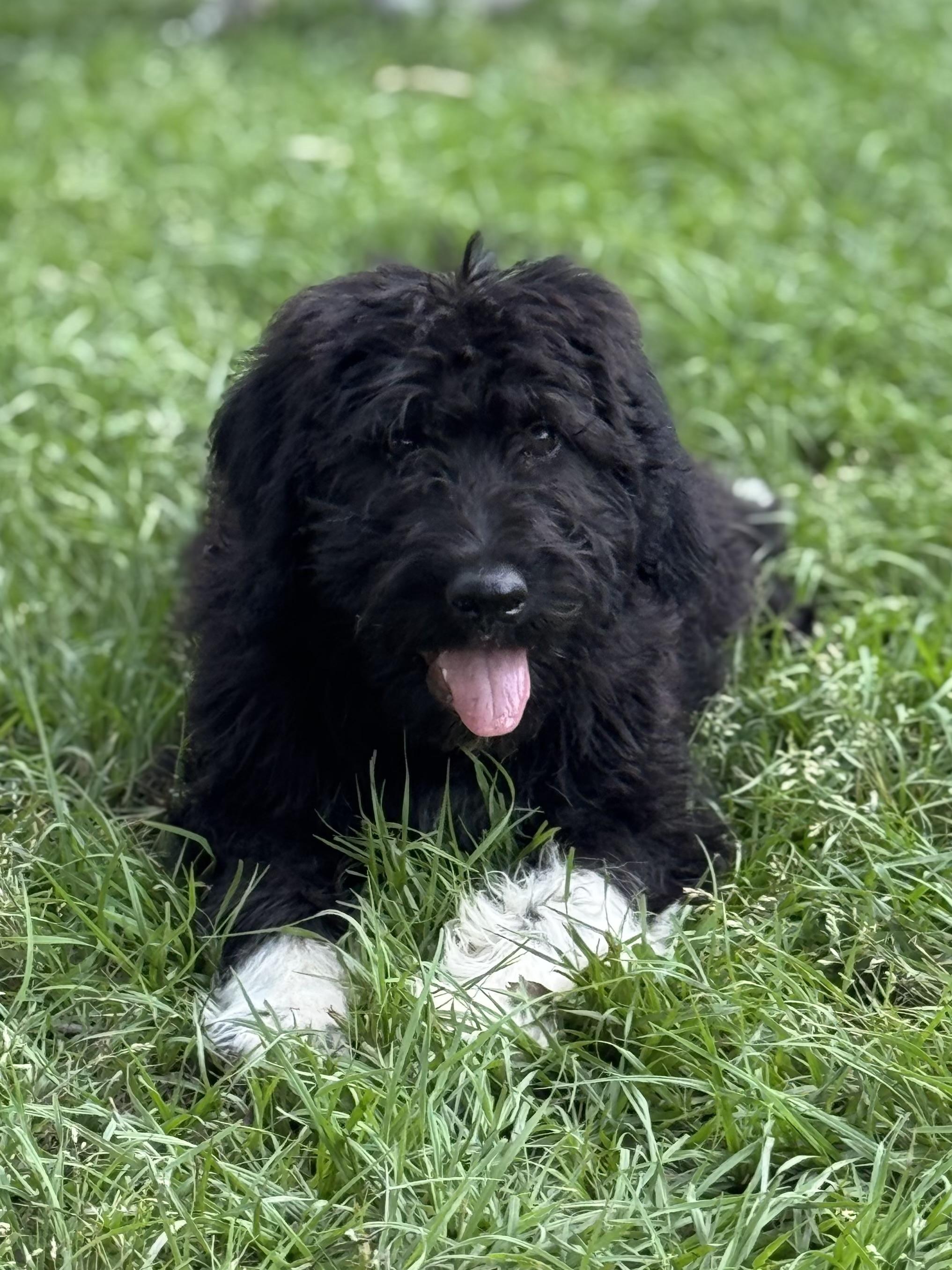 Enlarge Socrates, a ADOPTABLE mixed breed in Baker, LA image 5/6