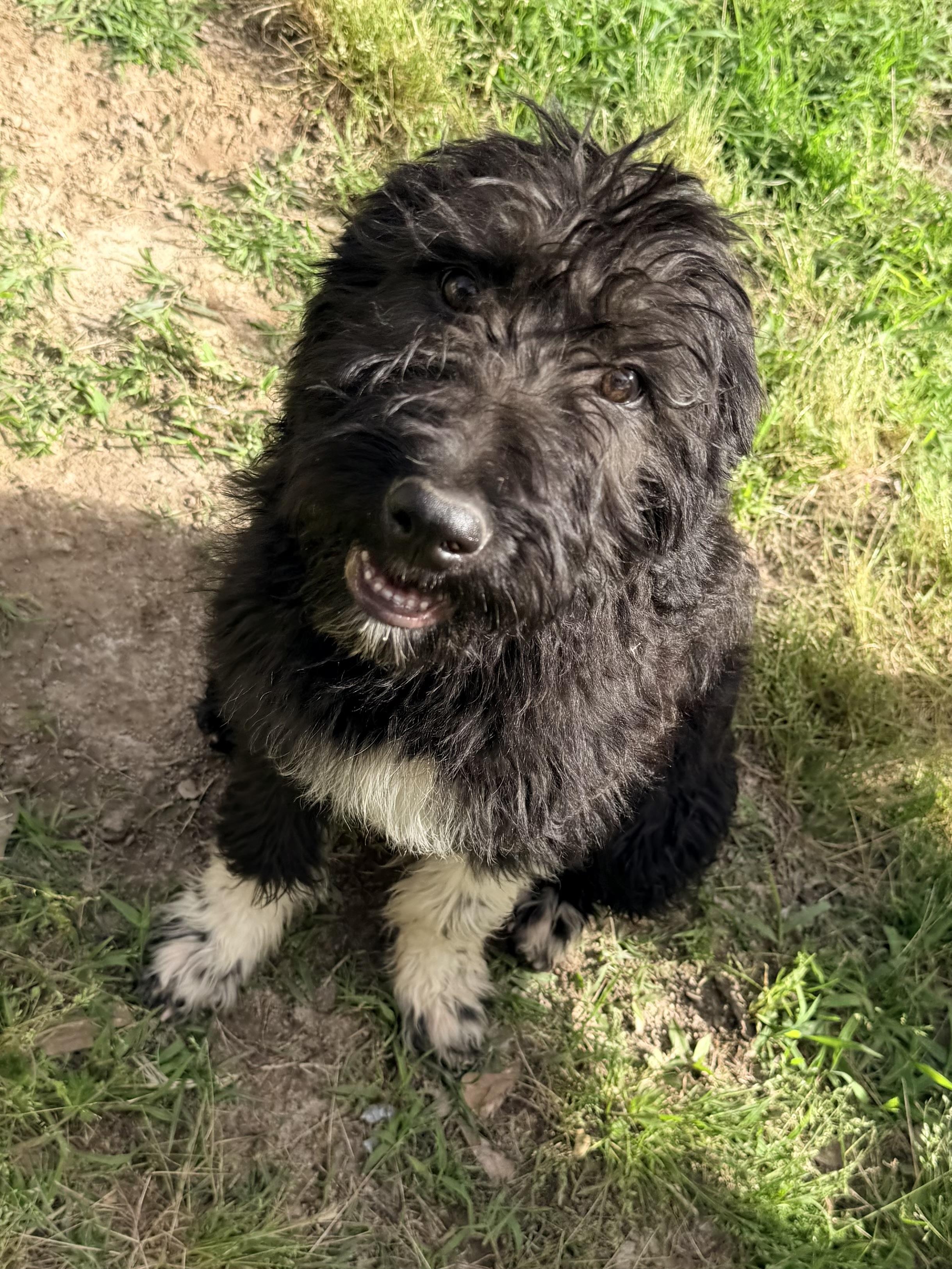 Enlarge Socrates, a ADOPTABLE mixed breed in Baker, LA image 3/6