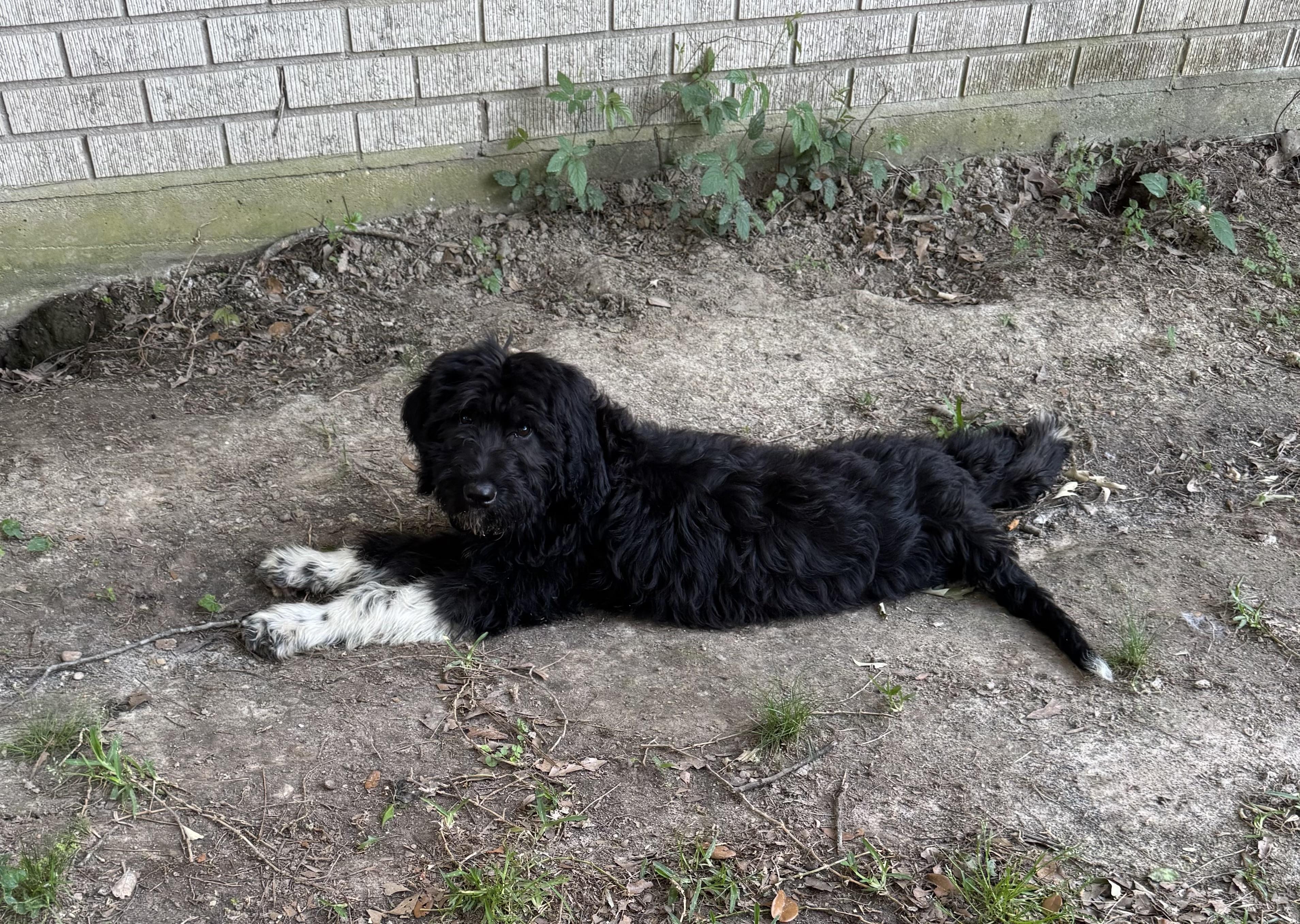 Enlarge Socrates, a ADOPTABLE mixed breed in Baker, LA image 4/6