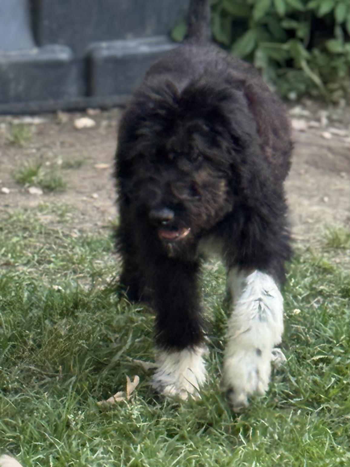 Enlarge Socrates, a ADOPTABLE mixed breed in Baker, LA image 2/6