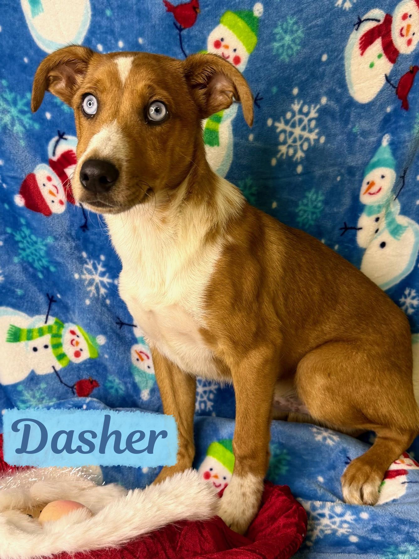 Dasher, ADOPTABLE, Puppy Male Australian Cattle Dog / Blue Heeler & Catahoula Leopard Dog.