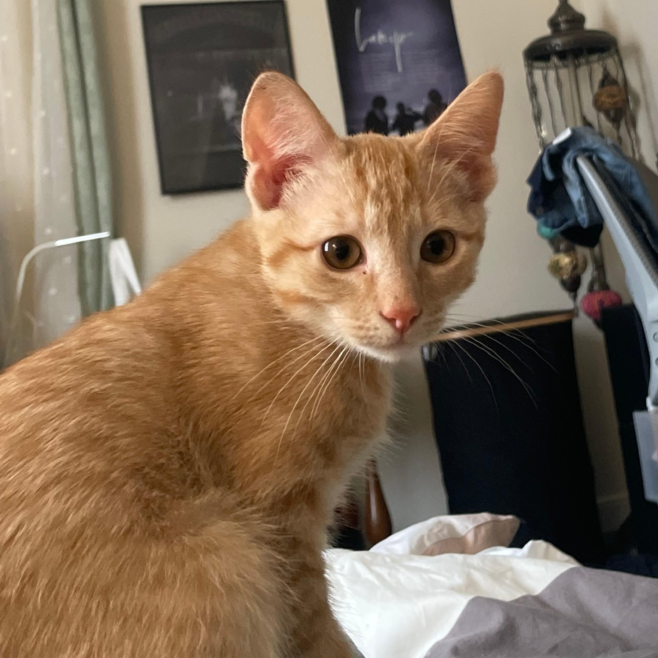 Enlarge Mulberry, an adopted Domestic Short Hair in Richmond, VA image 1/1